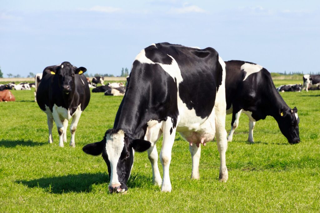 atual cenario da pecuaria leiteira regional dicas e orientacoes tecnicas de manejo a importancia da secagem nas vacas leiteiras de alta producao scaled 1