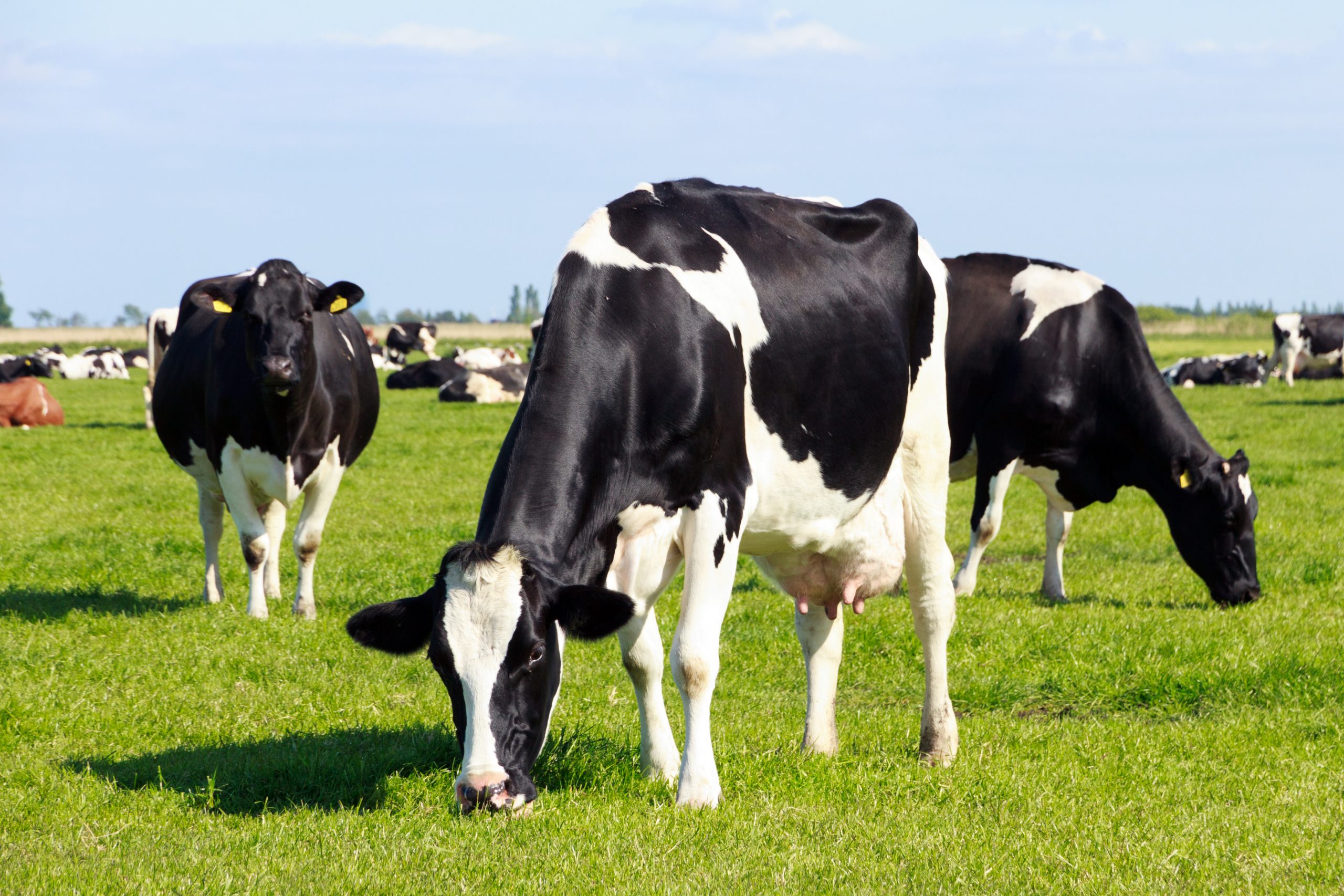 atual cenario da pecuaria leiteira regional dicas e orientacoes tecnicas de manejo a importancia da secagem nas vacas leiteiras de alta producao scaled 1