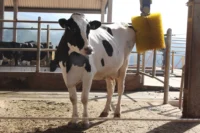 Embrapa oferece curso online de Bem-estar animal para a produção sustentável do leite gratuito