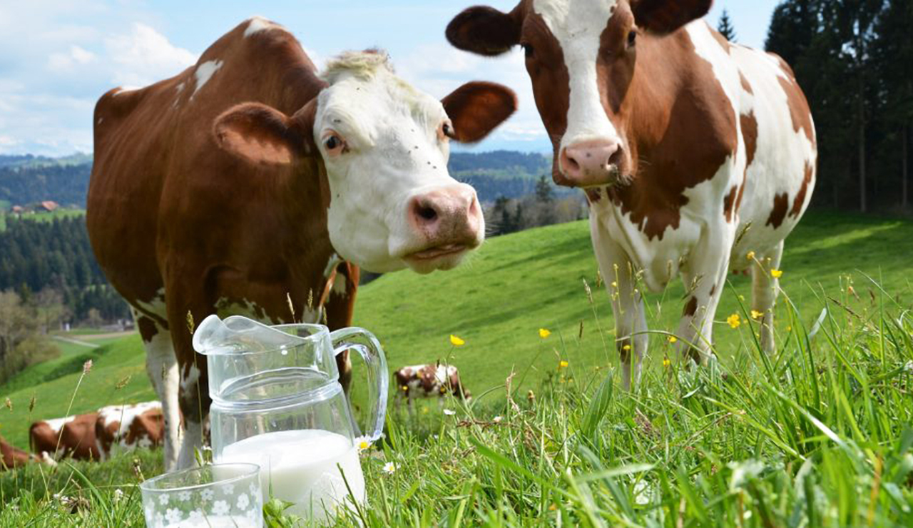 cows milk substitutes 1024x530 1